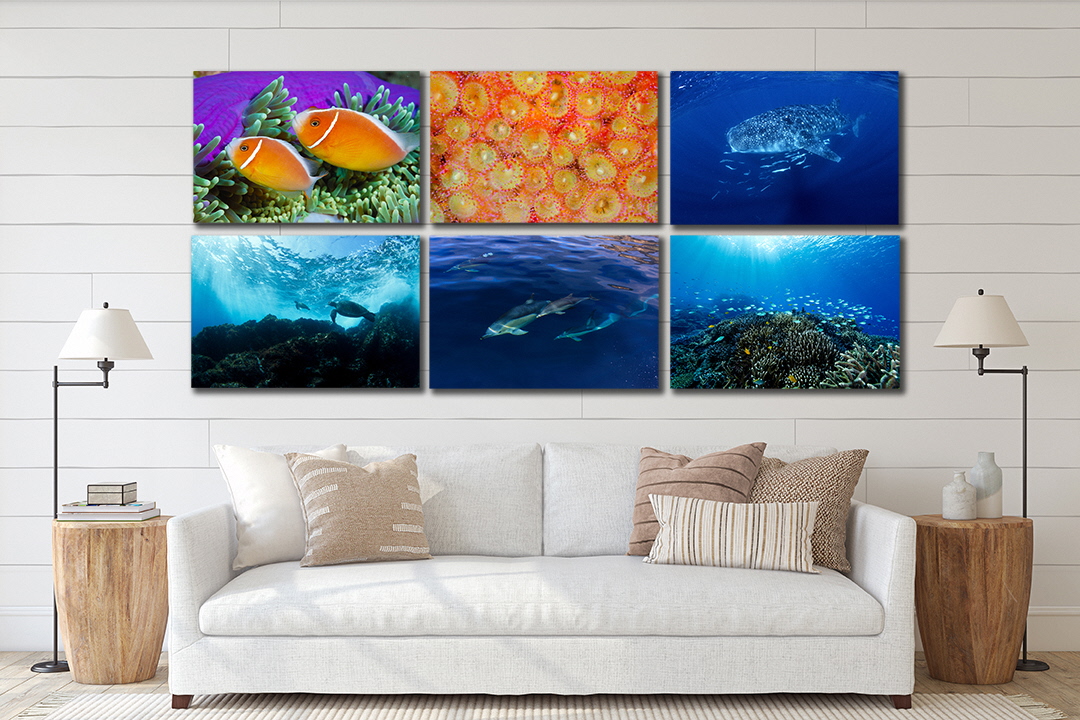 清水町ふるさと大使　海洋生物写真家　峯水亮氏による　作品パネル　Veliger larva（1Q5A2282_420）