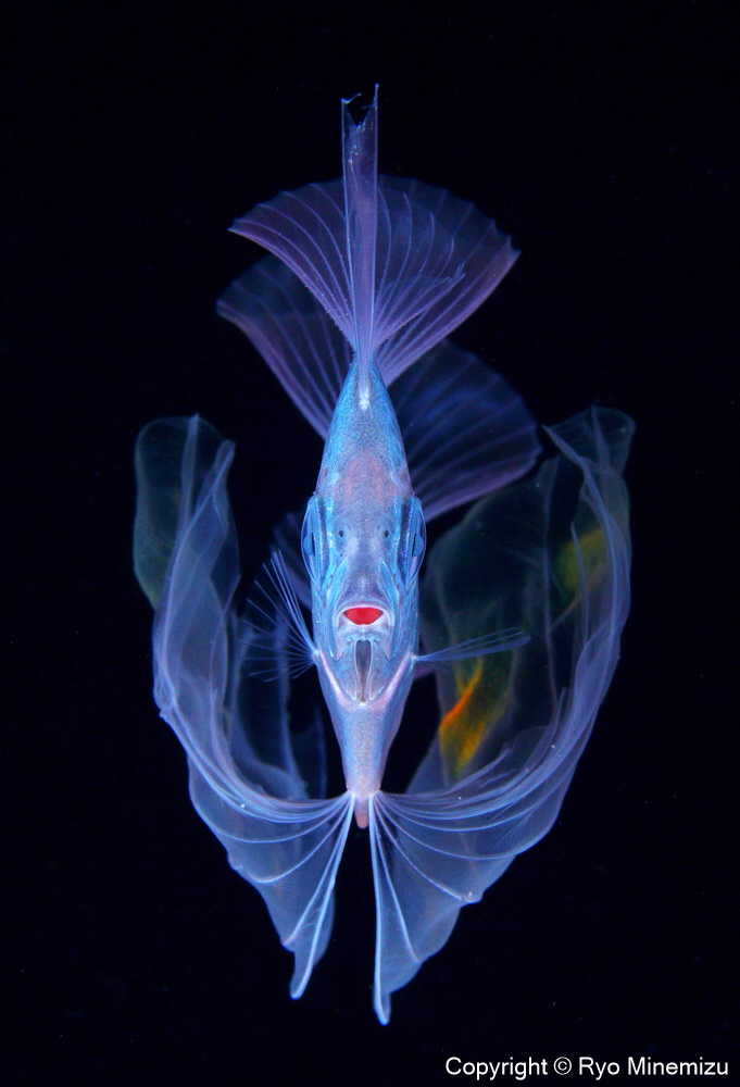 清水町ふるさと大使　海洋生物写真家　峯水亮氏による　作品パネル　The polka-dot ribbonfish（30A1440_A4）