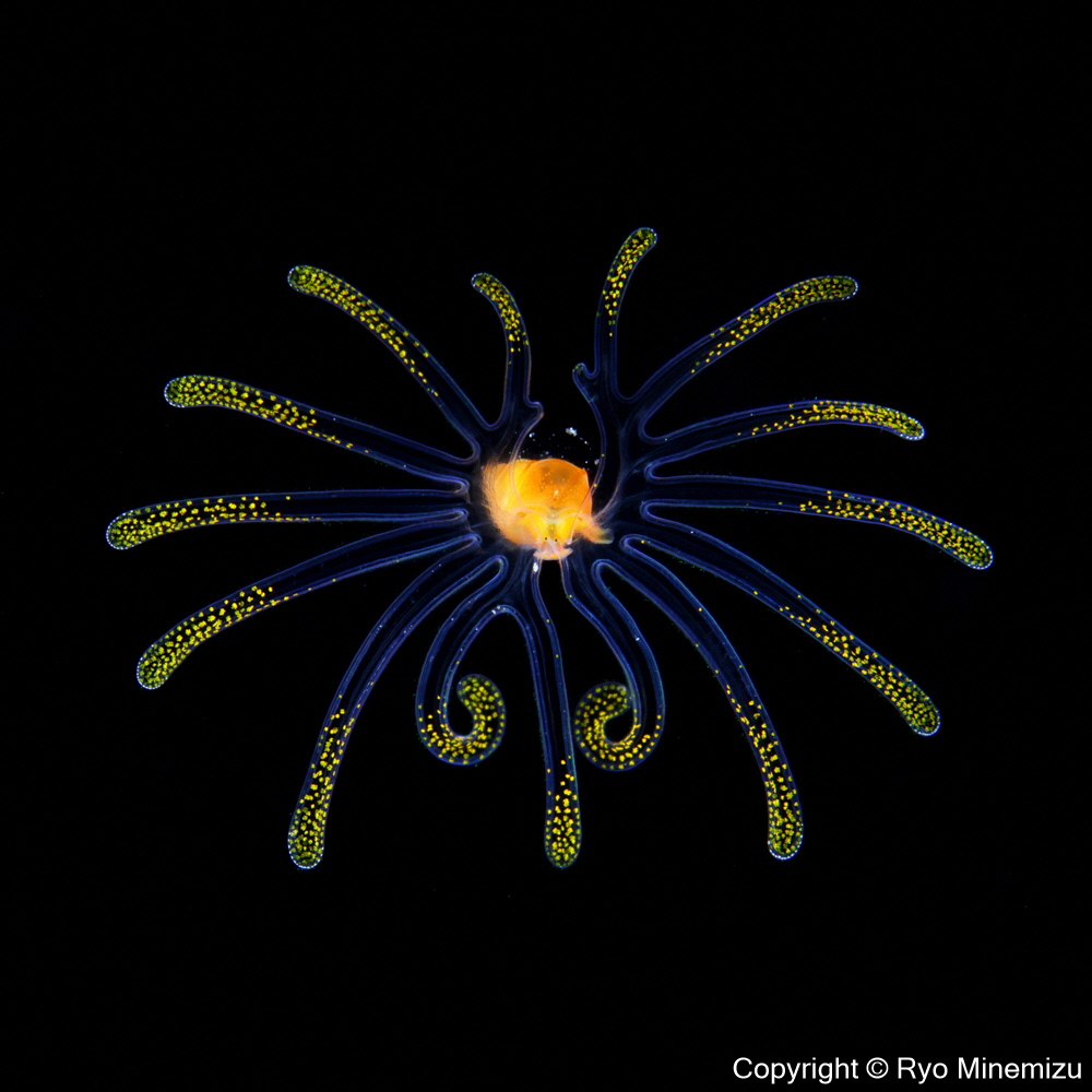 清水町ふるさと大使　海洋生物写真家　峯水亮氏による　作品パネル　Veliger larva（1Q5A2282_300）
