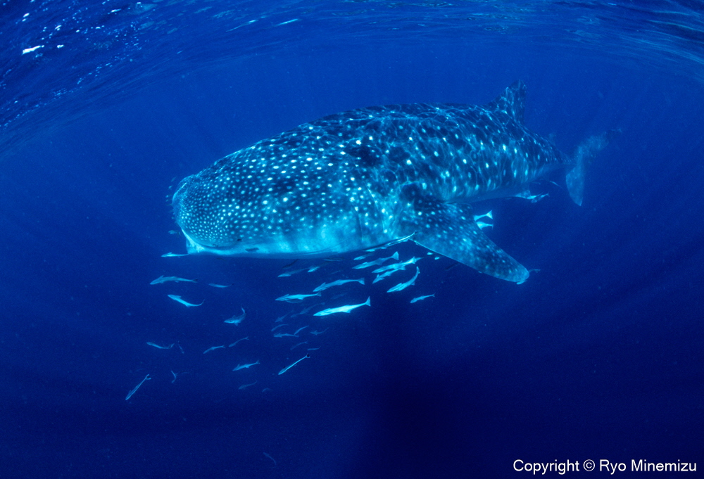 清水町ふるさと大使　海洋生物写真家　峯水亮氏による　作品パネル　Whale shark（IMG_000140_A3W）