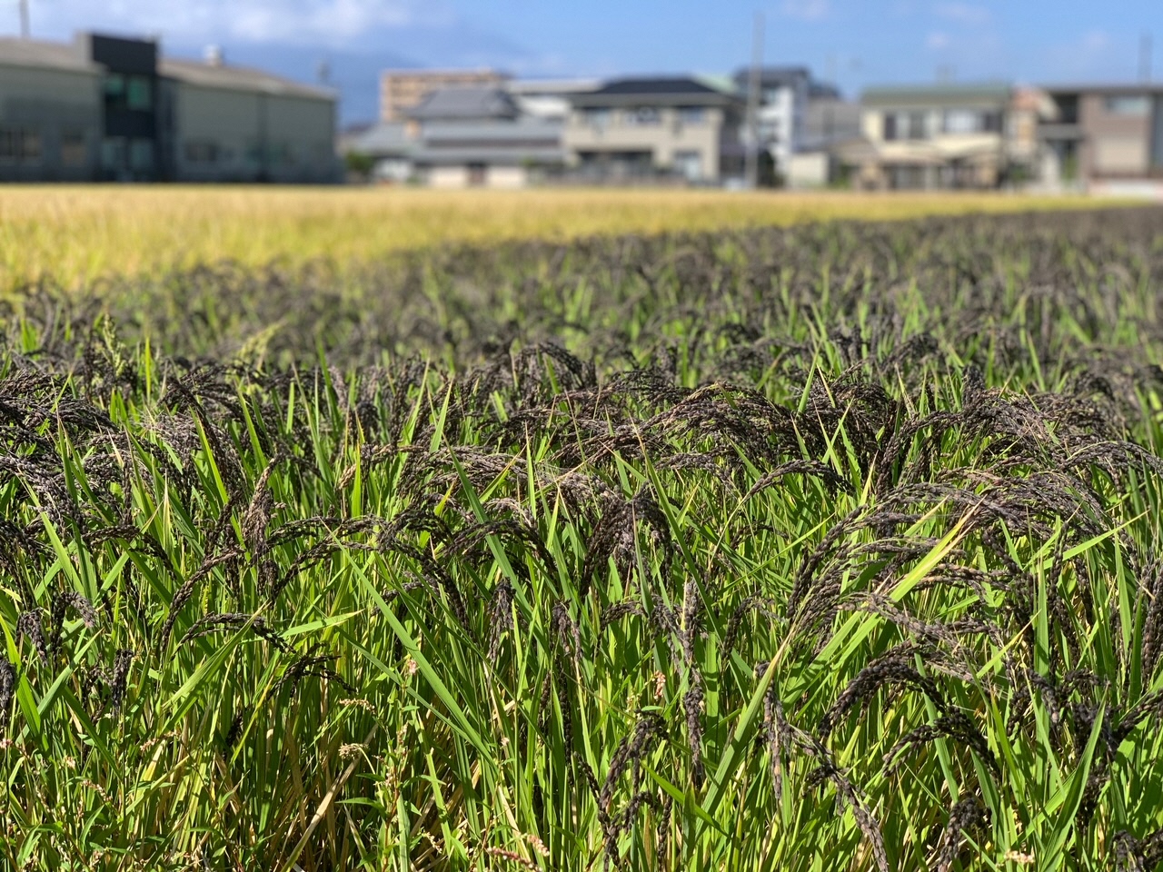 【ふるさと納税】わたなべ農園　清水町産きぬむすめ・にこまる・緑米　各900ｇ食べ比べセット