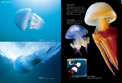 清水町ふるさと大使　海洋生物写真家　峯水亮氏の著書『日本クラゲ大図鑑』