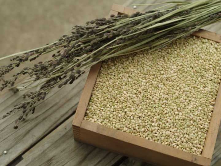 わたなべ農園　幻の古代米「緑米」　1.5kg