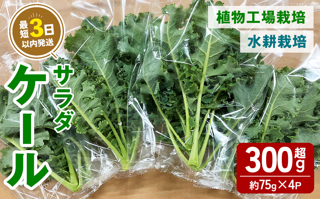 [農薬不使用]水耕栽培 ( 植物工場栽培 ) サラダケール (冷蔵) 計300g以上 (約75g×4P) | ケール サラダケール 野菜 ベジタブル 水耕栽培 冷蔵 フレッシュ サラダ 農薬不使用 すぐ 届く スピード発送