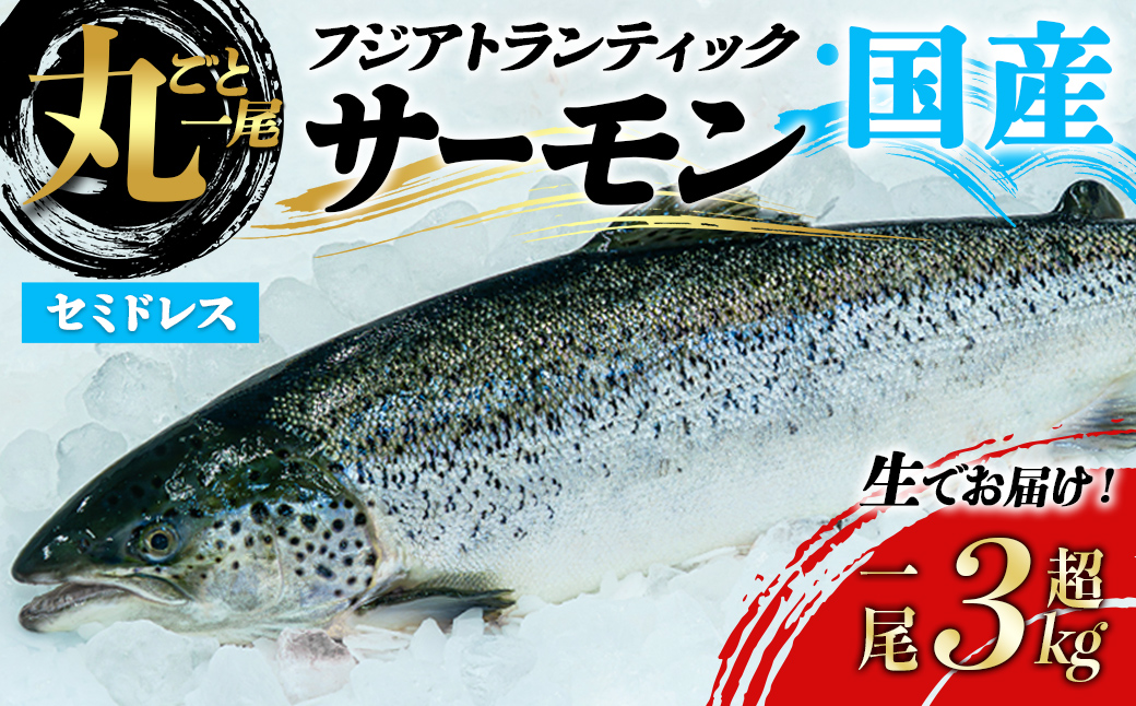 静岡県小山町産 国産 フジ アトランティック サーモン 【 生 】１尾 丸ごと セミドレス (3.0～4.0kg未満) ｜ 国産 サーモン アトランティックサーモン 生 セミドレス 丸ごと 刺身 魚 冷蔵 海鮮 カブト カマ ハラス ふるさと納税限定 ふる納限定 限定