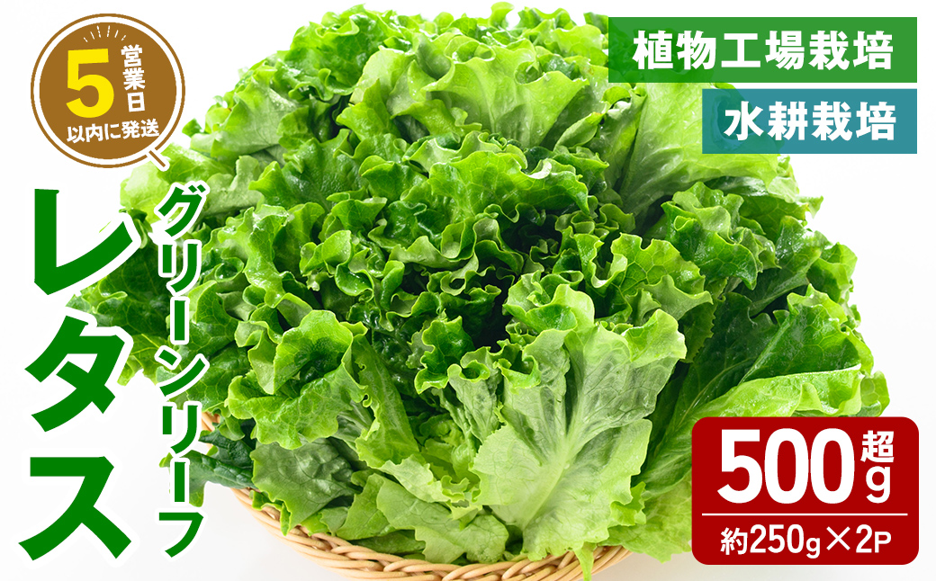 【農薬不使用】水耕栽培 ( 植物工場栽培 ) グリーンリーフレタス (冷蔵) 計500g以上 (約250g×2P) ｜ グリーンリーフレタス レタス リーフレタス 野菜 ベジタブル 水耕栽培 冷蔵 フレッシュ サラダ 農薬不使用 すぐ 届く スピード発送