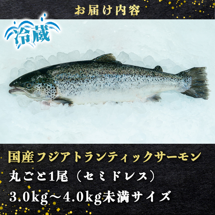 髱吝イ。逵悟ー丞アア逕コ逕」 蝗ス逕」 繝輔ず 繧「繝医Λ繝ウ繝繧」繝繧ッ 繧オ繝シ繝「繝ウ 縲 逕 縲托シ大ーセ 荳ク縺斐→ 繧サ繝溘ラ繝ャ繧ケ (3.0ス4.0kg譛ェ貅) ス 蝗ス逕」 繧オ繝シ繝「繝ウ 繧「繝医Λ繝ウ繝繧」繝繧ッ繧オ繝シ繝「繝ウ 逕 繧サ繝溘ラ繝ャ繧ケ 荳ク縺斐→ 蛻コ霄ォ 鬲 蜀キ阡オ 豬キ魄ョ 繧ォ繝悶ヨ 繧ォ繝 繝上Λ繧ケ 縺オ繧九&縺ィ邏咲ィ朱剞螳 縺オ繧狗エ埼剞螳 髯仙ョ