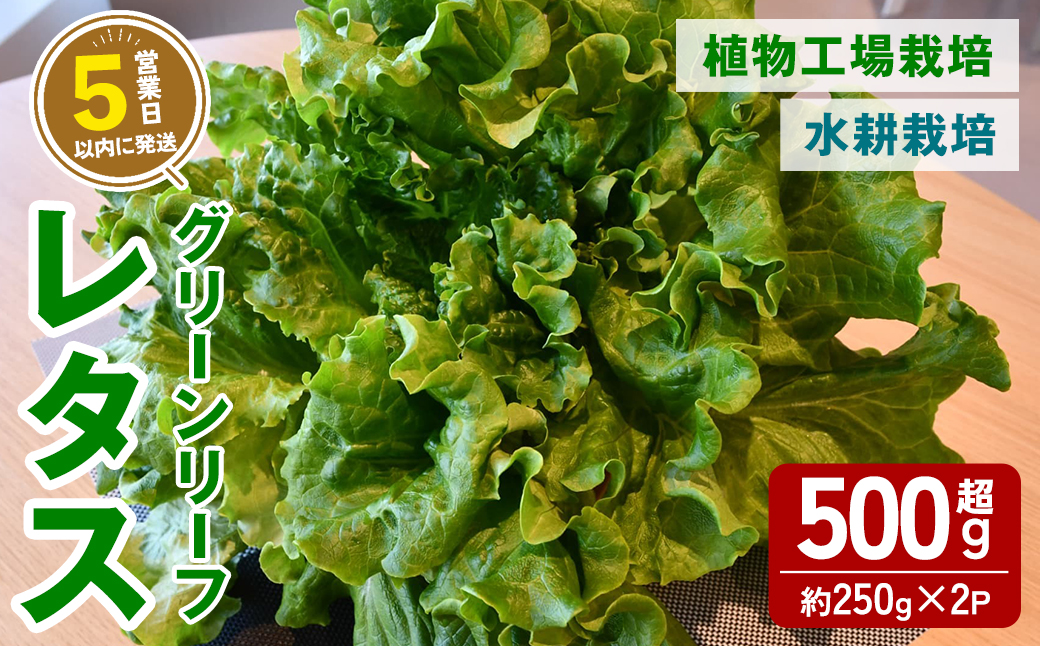 【農薬不使用】水耕栽培 ( 植物工場栽培 ) グリーンリーフレタス (冷蔵) 計500g以上 (約250g×2P) ｜ グリーンリーフレタス レタス リーフレタス 野菜 ベジタブル 水耕栽培 冷蔵 フレッシュ サラダ 農薬不使用 すぐ 届く スピード発送