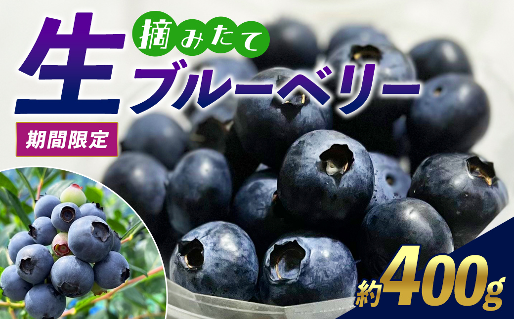 [先行予約][ 期間限定 ] 極上 摘みたて 生 ブルーベリー 約400g (100g×4P) [2026年6月下旬頃より順次発送] | ブルーベリー 果物 フルーツ 生ブルーベリー 生 冷蔵 極上 摘みたて 期間限定 選べる 容量