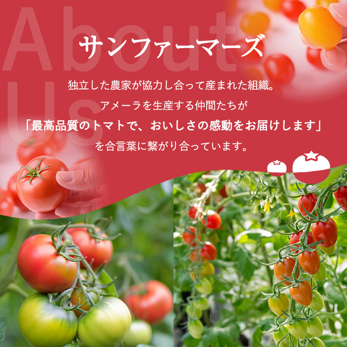 アメーラルビンズ＆ルビンズゴールド　5パック入り｜  トマト とまと アメーラトマト アメーラ フルーツトマト 野菜 高糖度トマト 静岡県