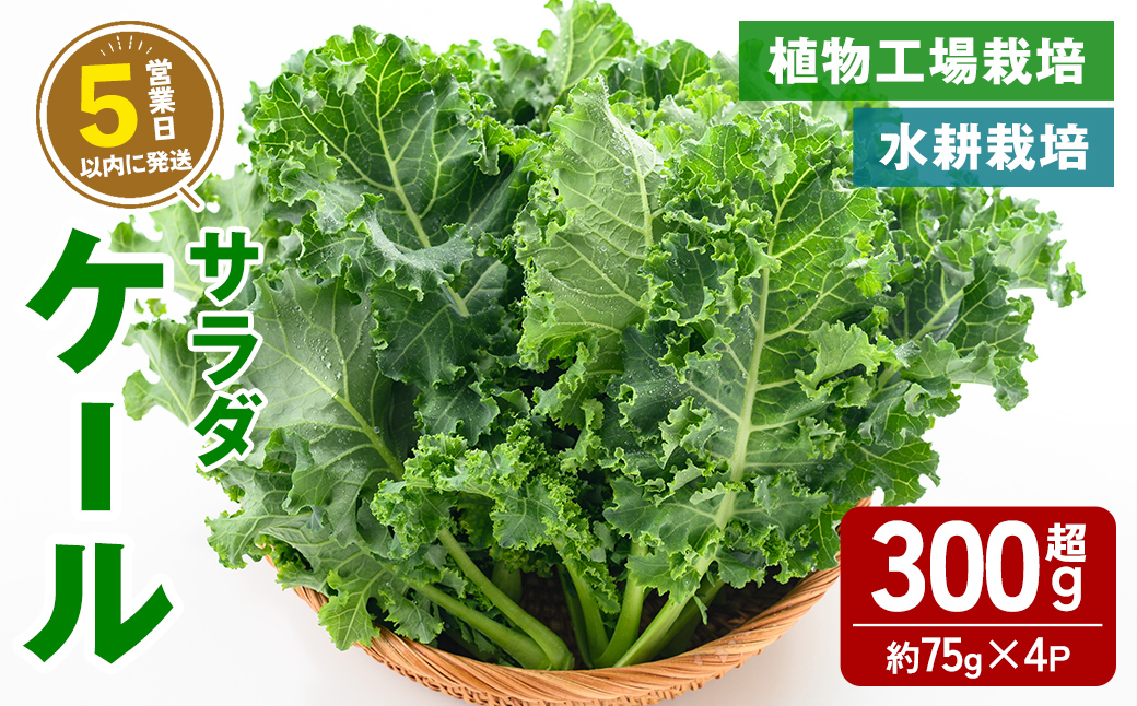 【農薬不使用】水耕栽培 ( 植物工場栽培 ) サラダケール (冷蔵) 計300g以上 (約75g×4P) ｜ ケール サラダケール 野菜 ベジタブル 水耕栽培 冷蔵 フレッシュ サラダ 農薬不使用 すぐ 届く スピード発送