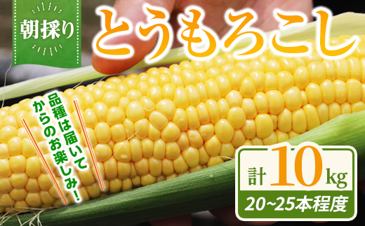 【先行予約】＜ 期間限定 ＞ 朝採りとうもろこし 10kg 20～25本程度 （L・2L・3Lサイズ混在） 【2026年8月上旬に順次発送予定】｜ とうもろこし 野菜 ベジタブル ゴールドラッシュ 恵味ゴールド ミルキーシュガー おおもの 冷蔵 朝採れ 先行予約