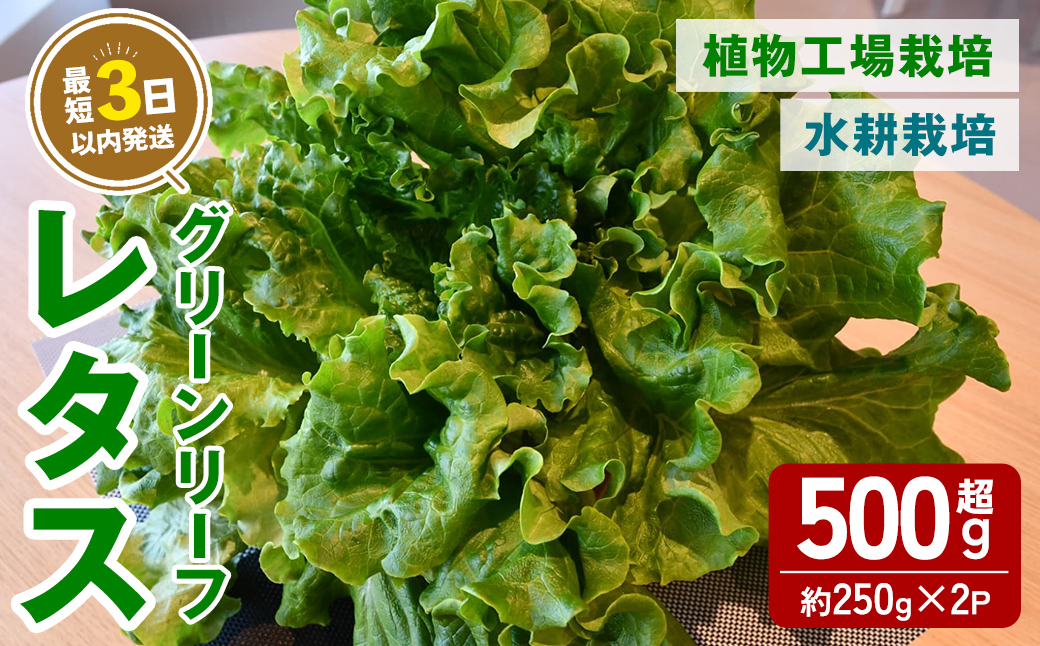 [農薬不使用]水耕栽培 ( 植物工場栽培 ) グリーンリーフレタス (冷蔵) 計500g以上 (約250g×2P) | グリーンリーフレタス レタス リーフレタス 野菜 ベジタブル 水耕栽培 冷蔵 フレッシュ サラダ 農薬不使用 すぐ 届く スピード発送