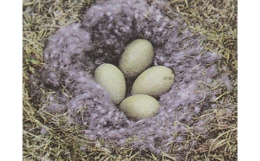 鄒ス豈帶寺縺代オ縺ィ繧 繧「繧、繝繝シ繝繧ヲ繝ウ95シ 1.2ス具ス