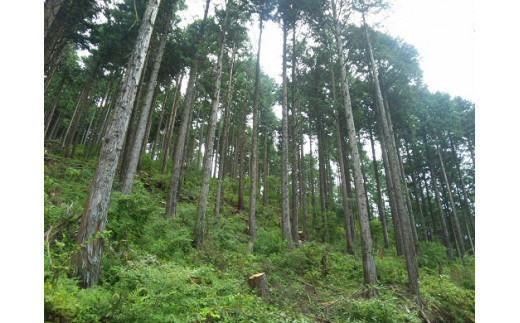 「きこりの薪」B金時山セット　ミックス広葉樹