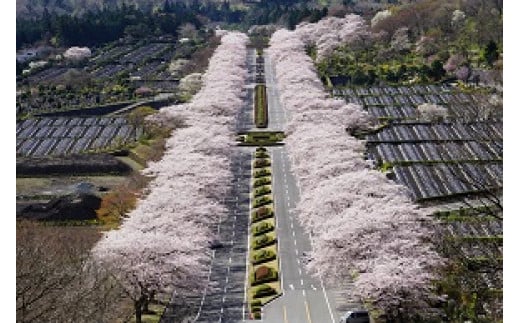 Q47冨士霊園施設利用券（40枚）