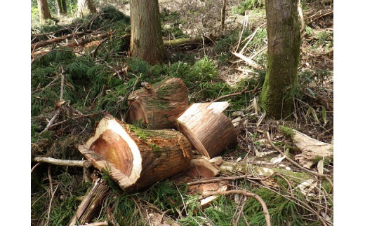 ããããã®èªãCå¯å£«å±±ã»ãã éèæš¹ãšåºèæš¹