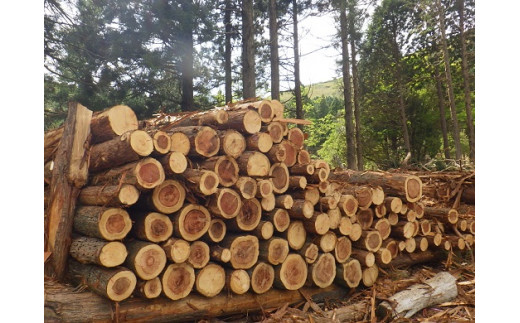 ããããã®èªãCå¯å£«å±±ã»ãã éèæš¹ãšåºèæš¹