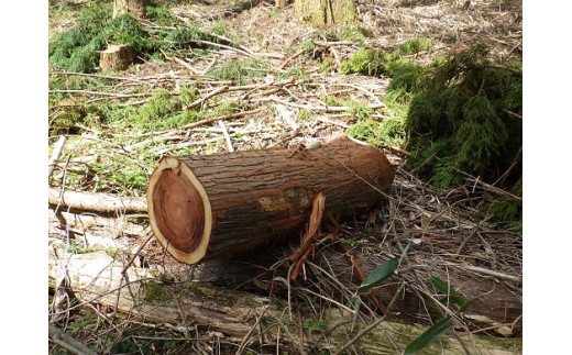 ããããã®èªãCå¯å£«å±±ã»ãã éèæš¹ãšåºèæš¹