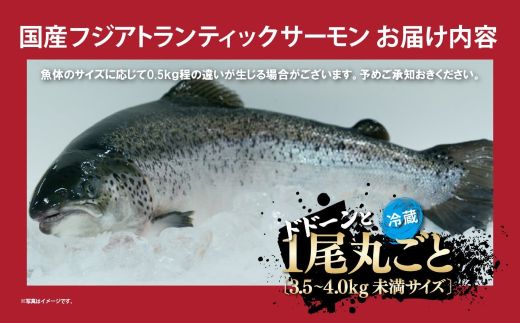 日本初 完全陸上養殖 フジアトランティックサーモン 冷蔵 1尾丸ごと（ 3.5～4.0kg未満サイズ ）