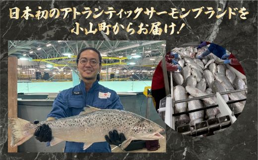 日本初 完全陸上養殖 静岡県小山町産 アトランティックサーモン 冷凍 アラ6パック 約1.5kg