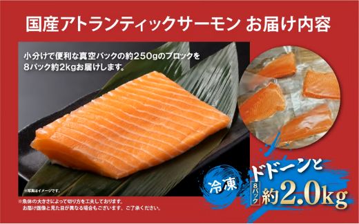 1F21譌・譛ャ蛻 螳悟ィ髯ク荳企、頑ョ 蟆丞アア逕コ逕」 繧「繝医Λ繝ウ繝繧」繝繧ッ繧オ繝シ繝「繝ウ 蜀キ蜃 8繝代ャ繧ッ 邏2.0kg