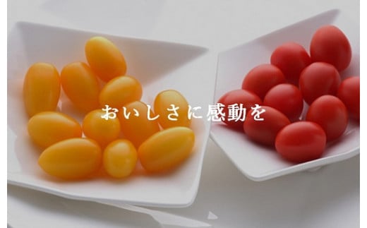 B51アメーラルビンズ＆ルビンズゴールド　5パック入り