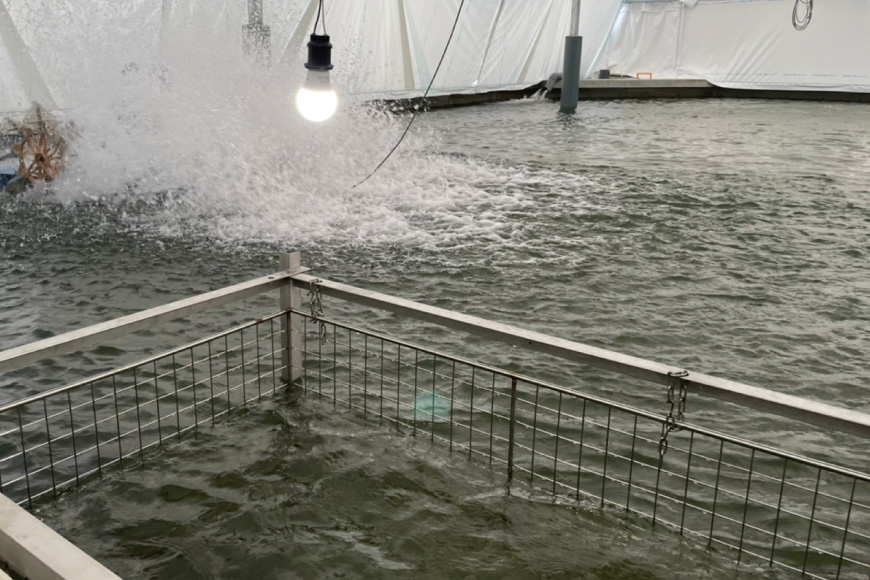 うなぎ 国産 定期便 白焼 150g以上 2尾 3回 総計6尾 タレ 山椒 付き [大井川うなぎ 静岡県 吉田町 22424565] 鰻 ウナギ unagi 白焼き 鰻白焼き 真空パック 冷凍 静岡県産