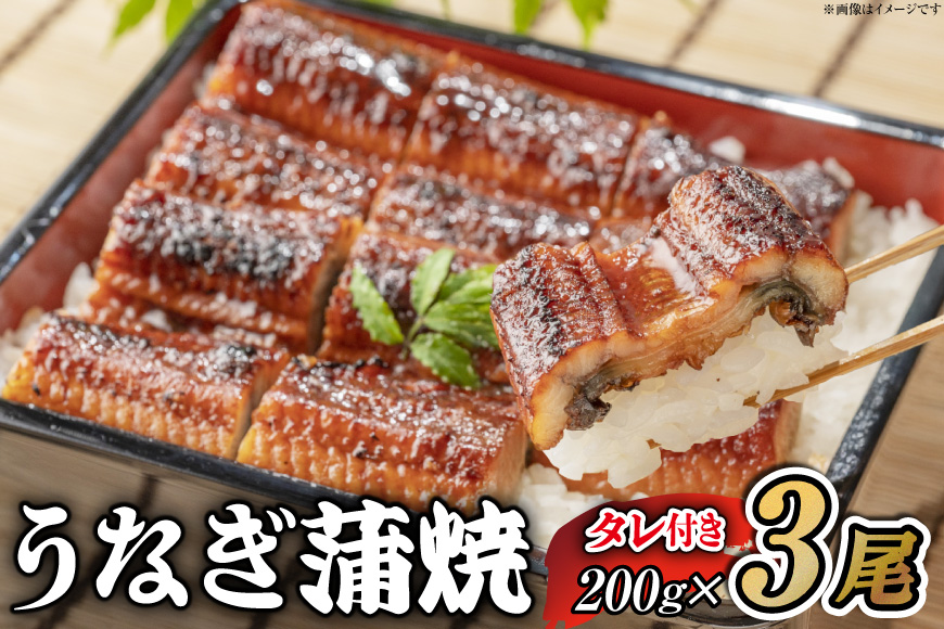 うなぎ うなぎ蒲焼 200g×3尾 タレ 山椒 セット [むらた商会 静岡県 吉田町 22424253] 鰻 ウナギ 蒲焼き たれ 惣菜 おかず 鰻重 うな丼 鰻丼 うなぎ料理 鰻料理 冷凍