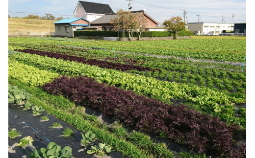 【期間限定発送】農家からお届け 新鮮野菜セット [桑高農園 静岡県 吉田町 22424127] 野菜 やさい 新鮮 旬 セット 10種類