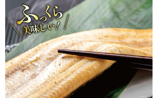 うなぎ 国産 静岡 白焼 130g以上×2尾 タレ山椒付き [大井川うなぎ 静岡県 吉田町 22424157] 鰻 ウナギ 真空パック 化粧箱 白焼き 静岡県吉田町産