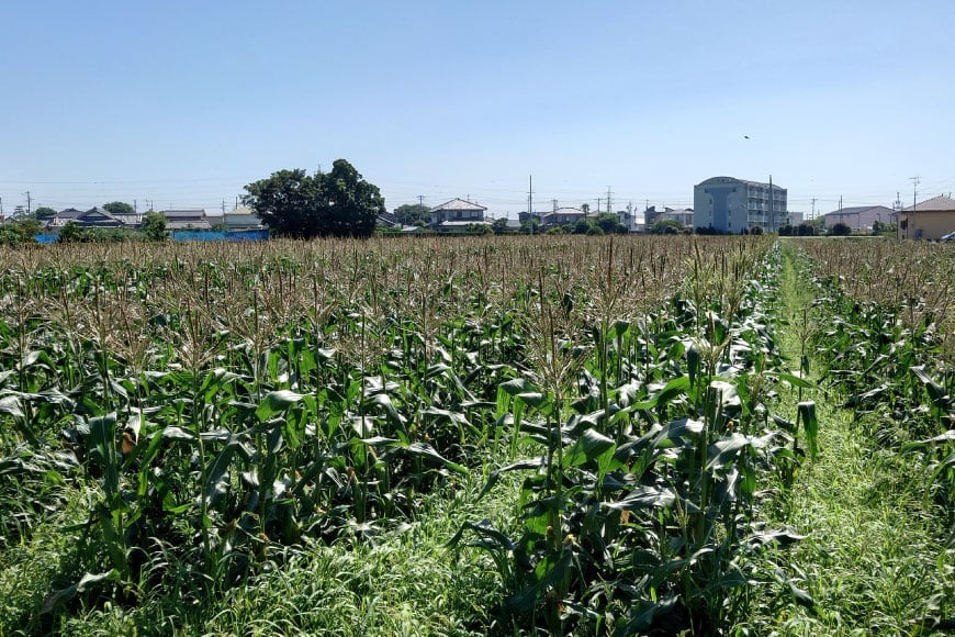 【期間限定発送】夢のような美味しさ！生食可能 高糖度 とうもろこし ドルチェ・ドリーム 3kg (5〜7本) [桑高農園 静岡県 吉田町 22424250]