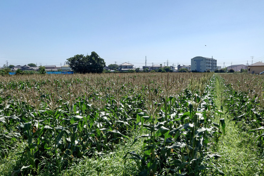 【期間限定発送】【糖度平均18度以上】とうもろこし 朝どれミラクルスイートコーン「味来」5kg箱 10〜13本 [桑高農園 静岡県 吉田町 22424254] コーン トウモロコシ スイートコーン 朝採り 朝採れ 甘い