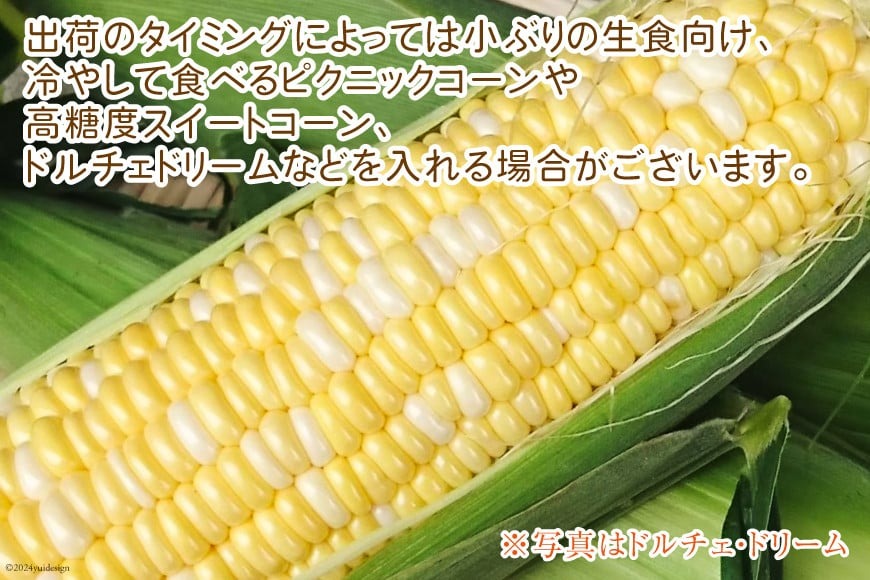 【期間限定発送】【糖度平均18度以上】とうもろこし 朝どれミラクルスイートコーン「味来」5kg箱 10〜13本 [桑高農園 静岡県 吉田町 22424254] コーン トウモロコシ スイートコーン 朝採り 朝採れ 甘い