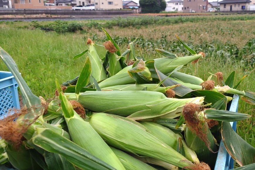 【期間限定発送】夢のような美味しさ！生食可能 高糖度 とうもろこし ドルチェ・ドリーム 3kg (5〜7本) [桑高農園 静岡県 吉田町 22424250]