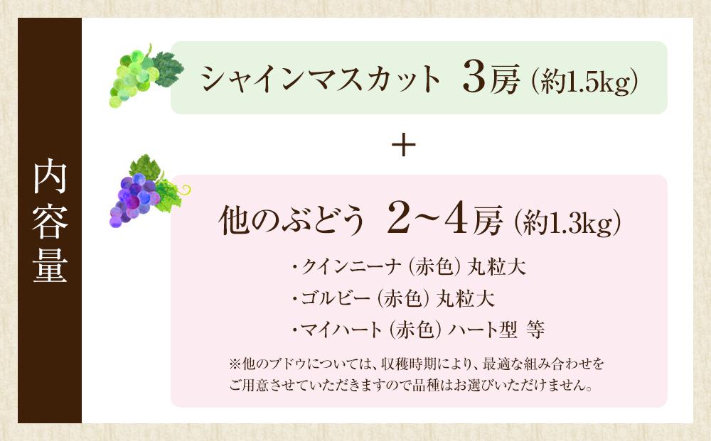 【2025年8月中旬より発送】シャインマスカット・他ブドウ詰め合わせセット（種なし）合計約2.8kg