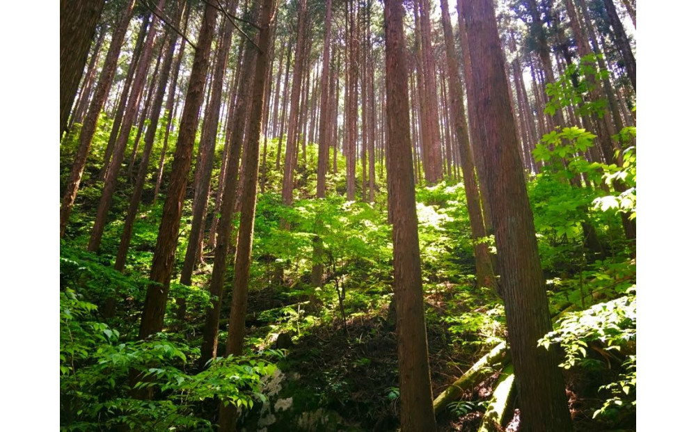 繝偵ヮ繧ュ繝ォ繝シ繝繝輔Ξ繧ー繝ゥ繝ウ繧ケ繝溘せ繝