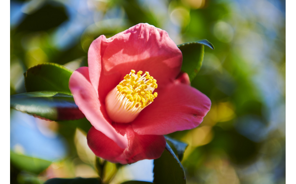 【セット】つげブローブラシ＋つげのくし（ねこ）携帯袋付き