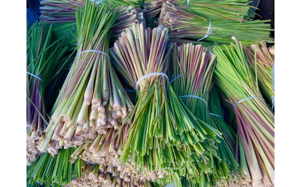 ã¬ã¢ã³ã°ã©ã¹ãšãã»ã³ã·ã£ã«ãªã€ã«