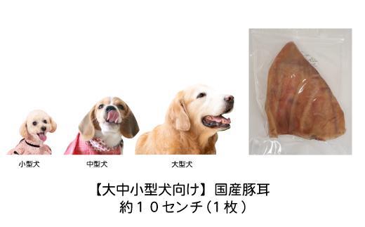 【大中小型犬向け】国産豚耳