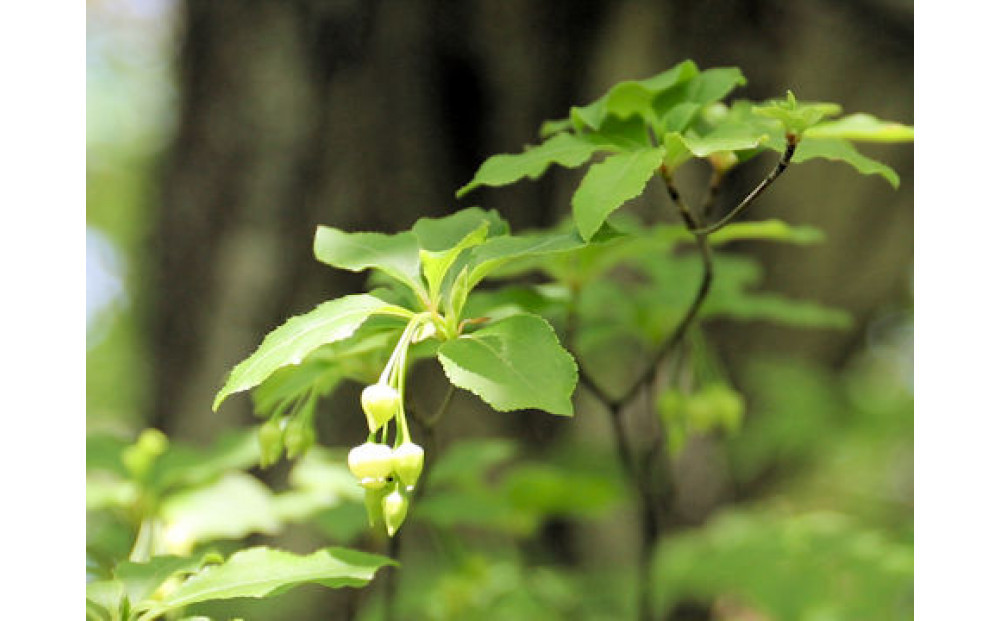 Forest ルームフレグランスミスト