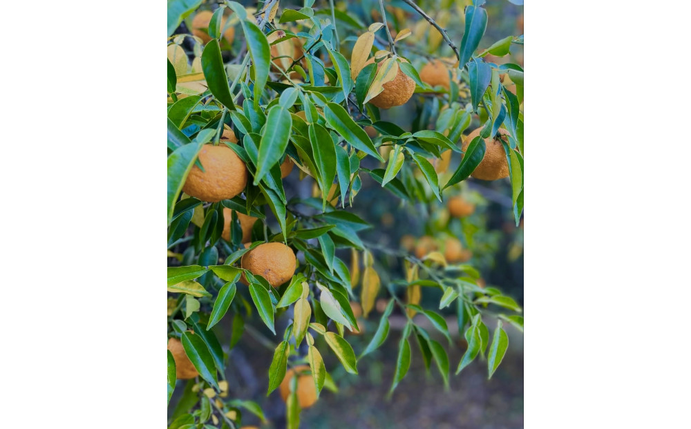 ゆず ルームフレグランスミスト