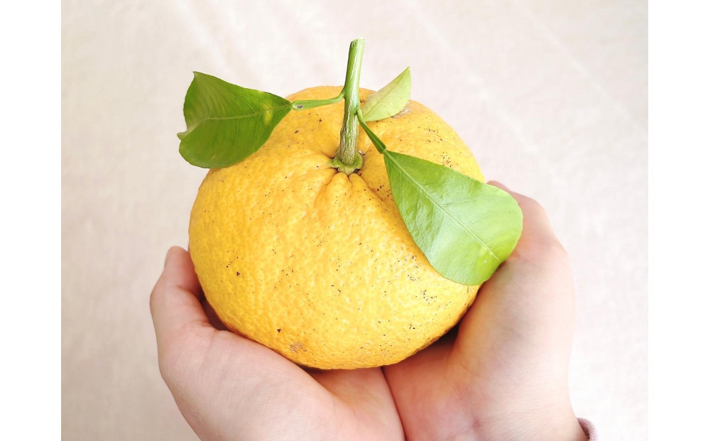 å€ã¿ãããšãã»ã³ã·ã£ã«ãªã€ã«