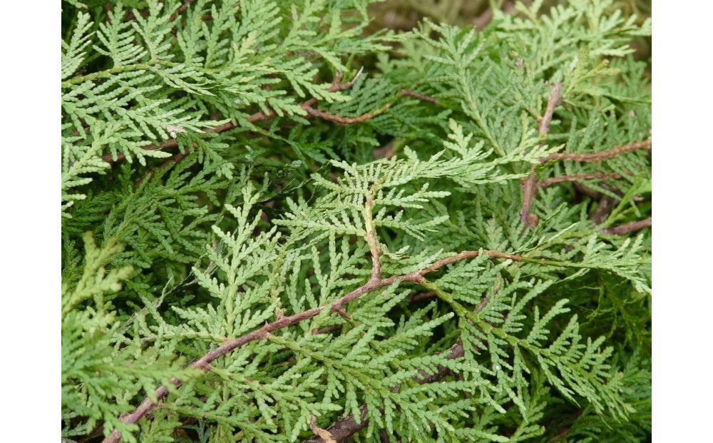 Forest ルームフレグランスミスト