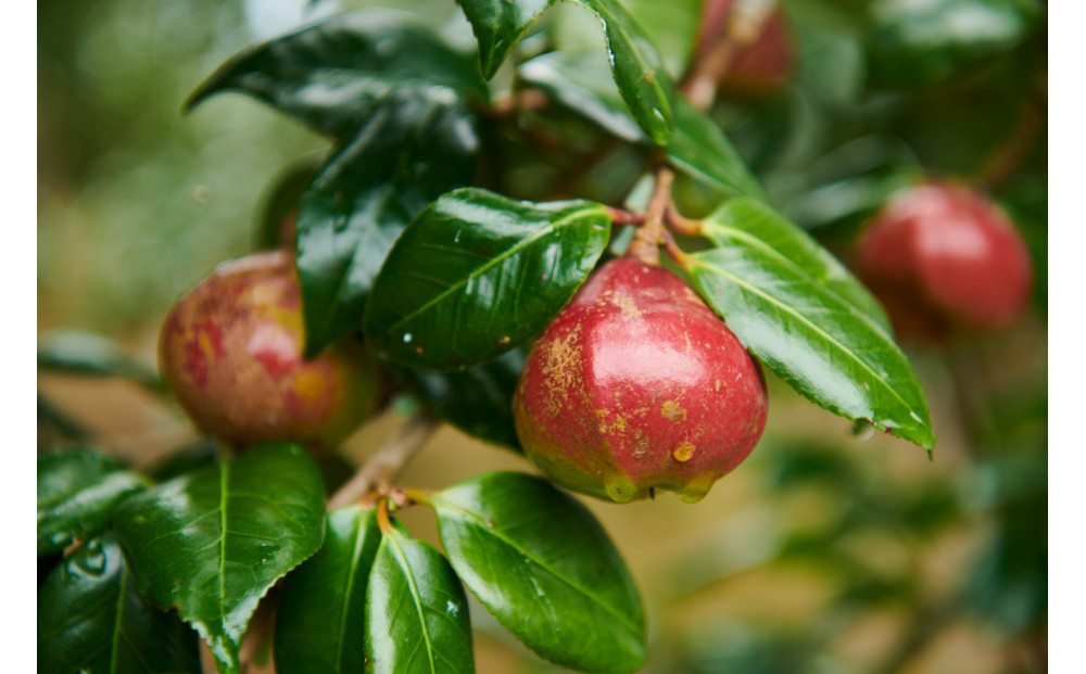 【セット】つげブローブラシ＋つげのくし（ねこ）携帯袋付き