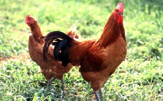 【12月21日受付分まで年内発送】白だし仕立て　名古屋コーチン親子丼 5食セット　H001-077