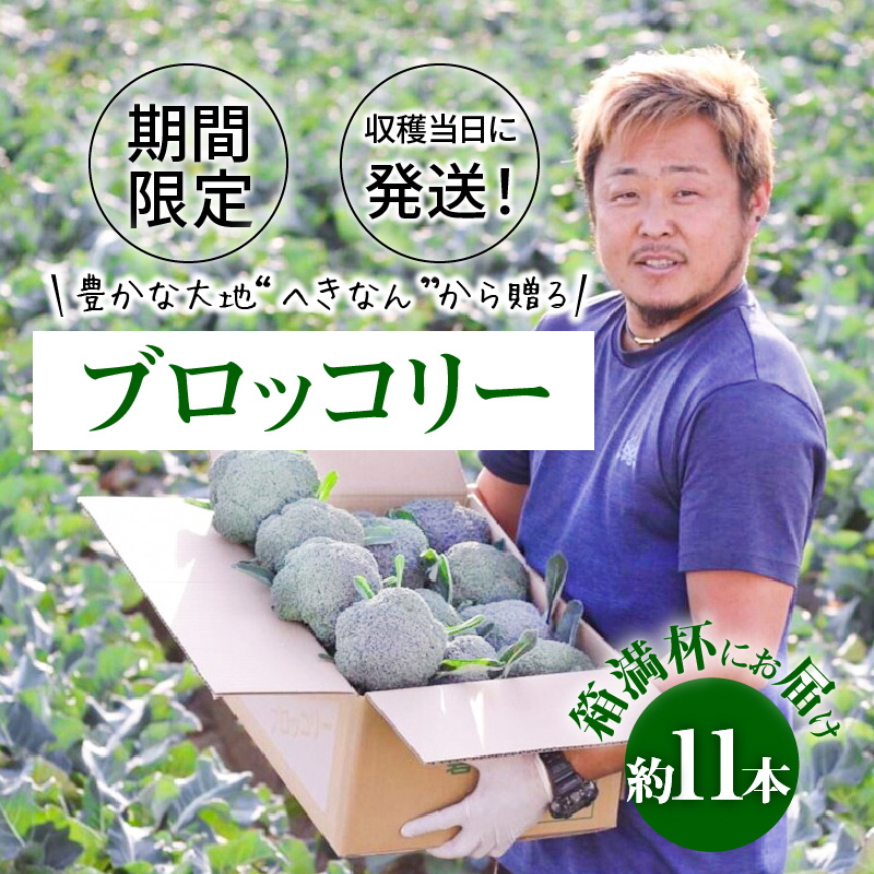 【収穫当日に発送します】豊かな大地“へきなん”から贈る　ブロッコリー約11本【期間限定】　H139-022