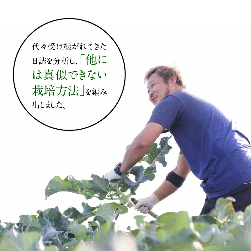 【収穫当日に発送します】豊かな大地“へきなん”から贈る　ブロッコリー約11本【期間限定】　H139-022