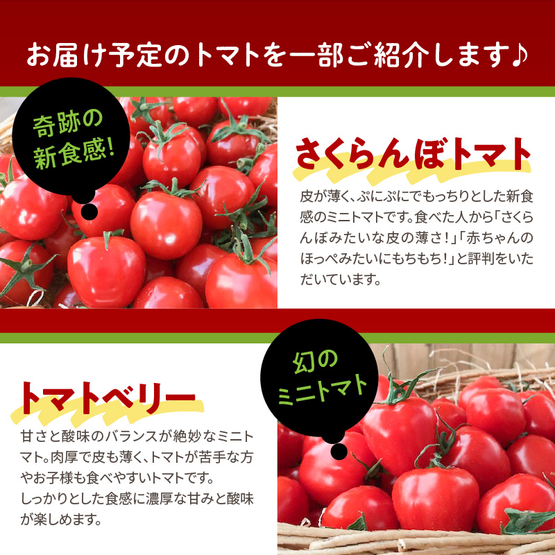 【4月～6月の定期便】トマト好き全員集合 トマト・トマト・トマト3か月お届けパック 野菜ソムリエサミット 金賞 受賞 長田農園 産地直送 トマト とまと 野菜 やさい フルーツ サラダ 濃厚 甘い ご褒美 プレゼント 美容 健康 リピート多数 人気 高評価 数量限定 碧南市　H004-173