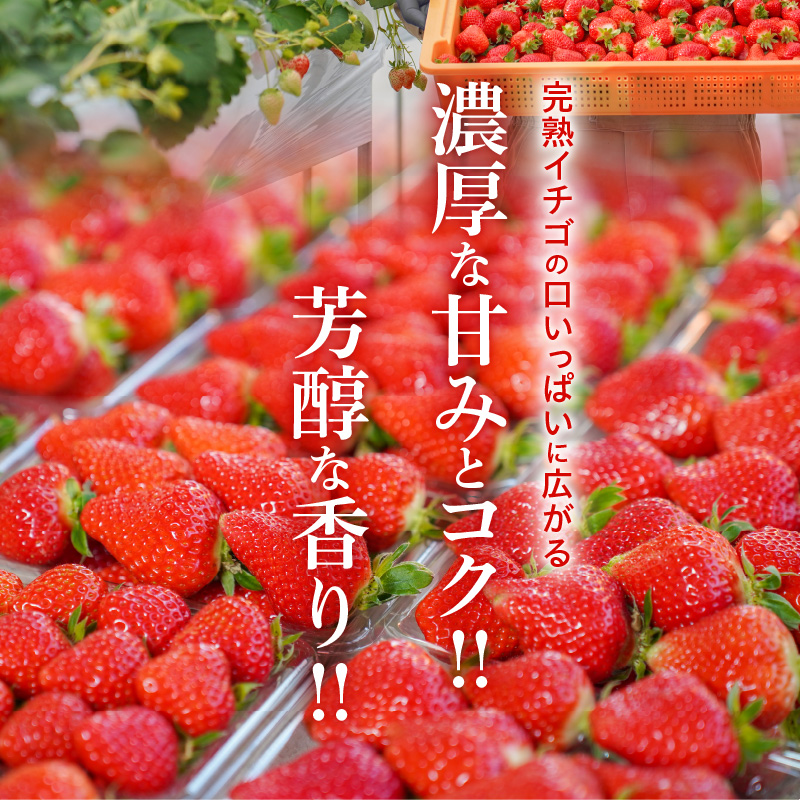 （予約受付中）【12月以降順次発送】まるで赤いサファイア!!丹精込めた完熟いちご!! 約450g H130-012